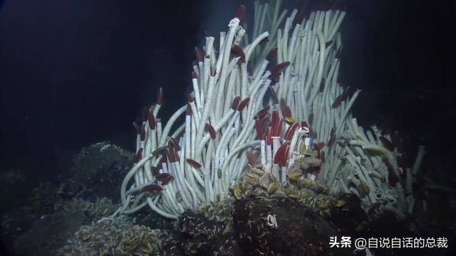 潜入深海寻找宝藏,潜入海底最深处你会发现什么