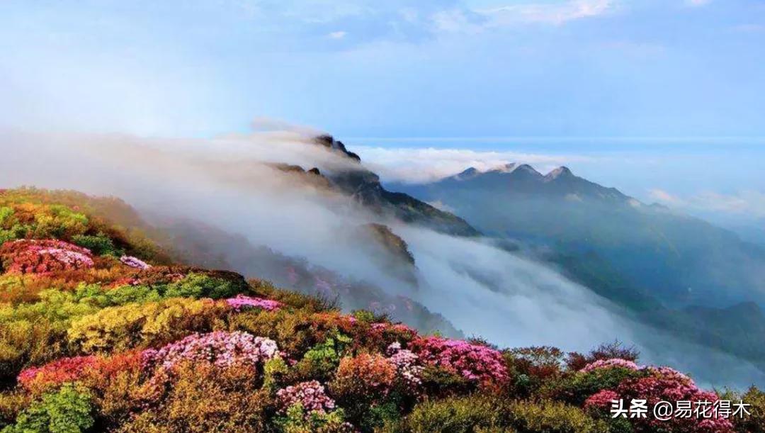 十大野生名贵兰花虎头兰,名贵兰花常见品种介绍图片