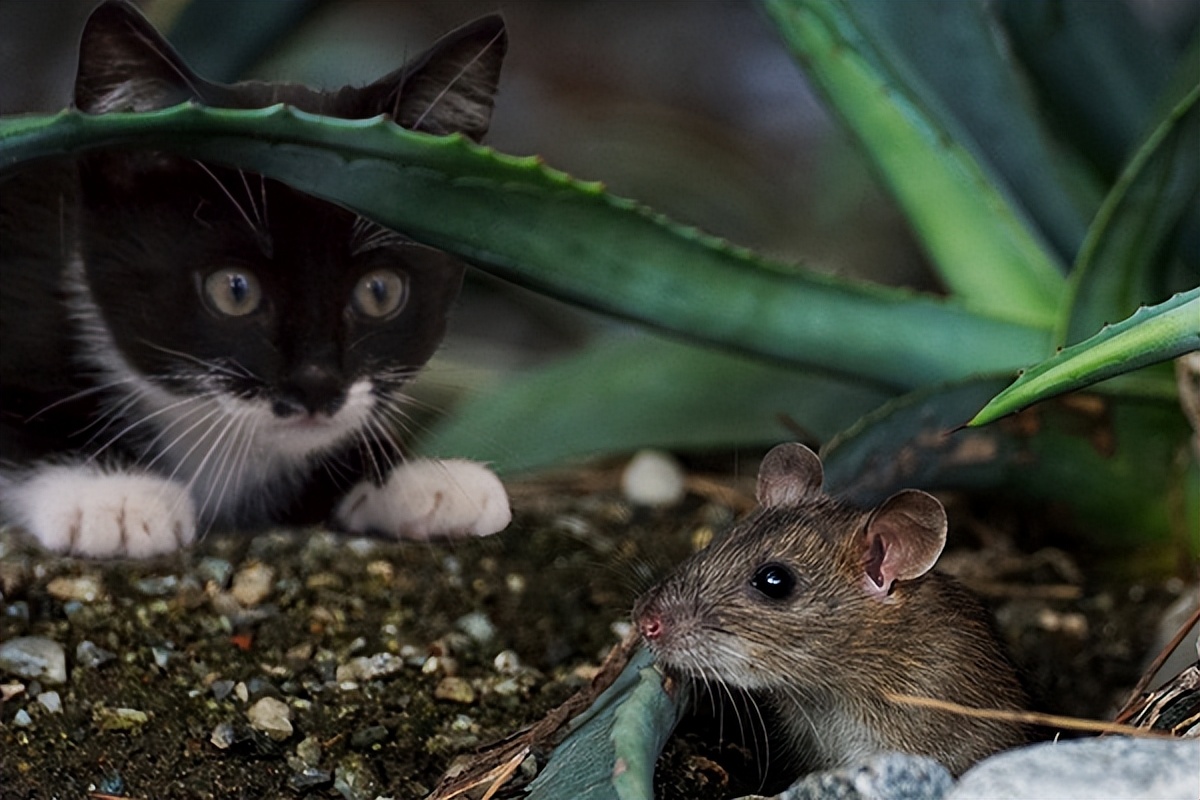 家里有老鼠怎么灭鼠最快的土方法,家里有老鼠怎么办快速灭鼠妙招