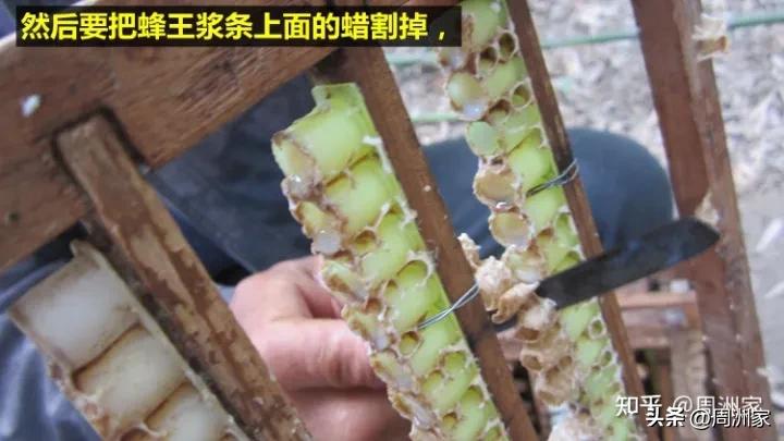 怎么鉴别好的蜂王浆真假,如何鉴别蜂王浆真伪好坏