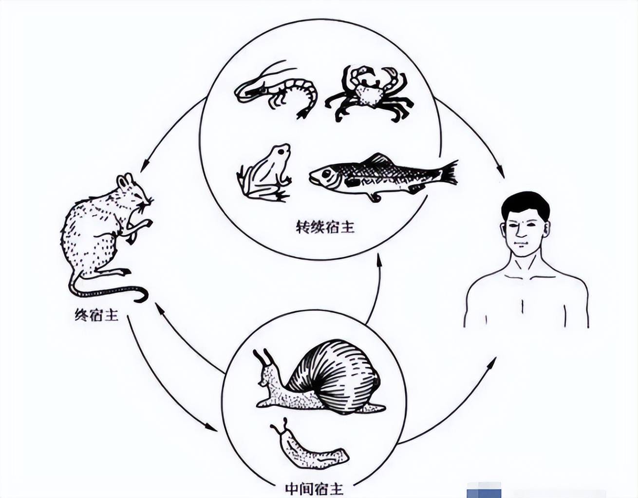 非洲大蜗牛的食用方法,非洲野生大蜗牛怎么吃