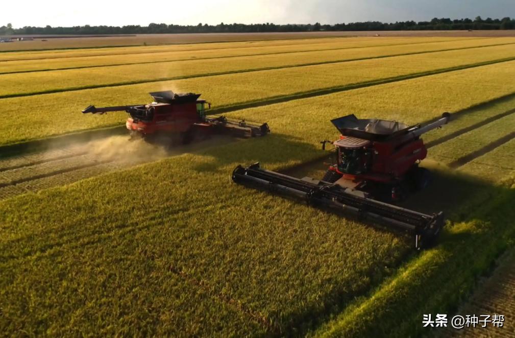 大面积牧草怎么收割,机械化收割牧草