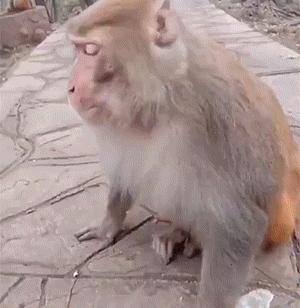 搞笑gif开心一刻这大概就是爱情吧,搞笑gif为了胜利我将不择手段