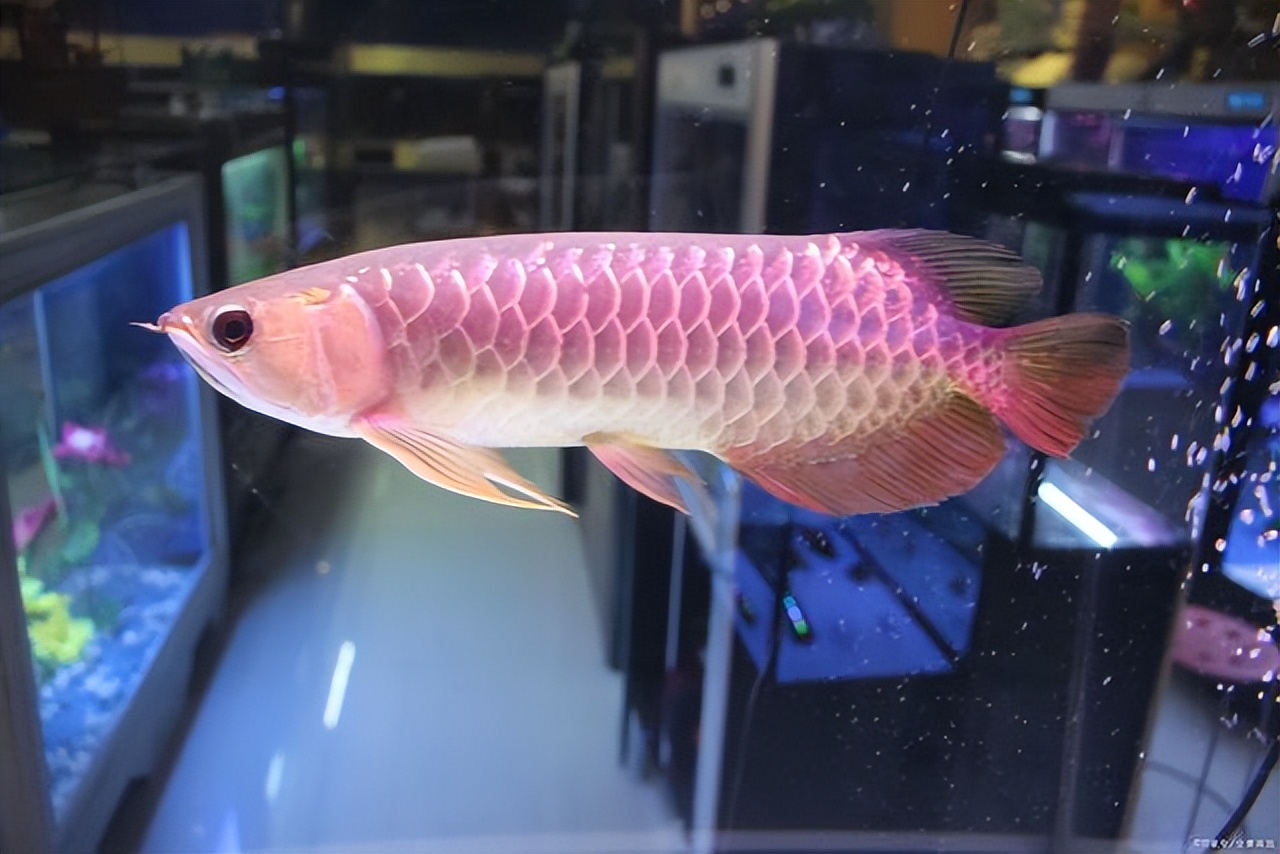 怎么把金龙鱼养好的小技巧,养金龙鱼的技巧和方法