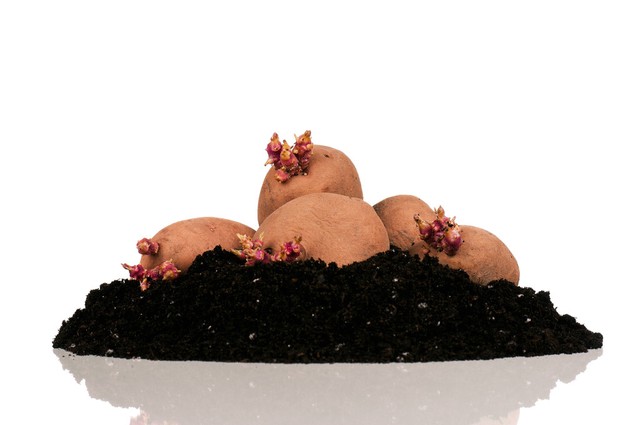 茉莉酸分子机制,茉莉酸受体抑制剂及其作用机理