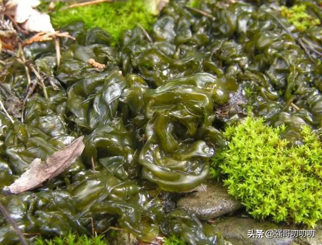 地皮菜农村叫什么菜,天然野生地皮菜