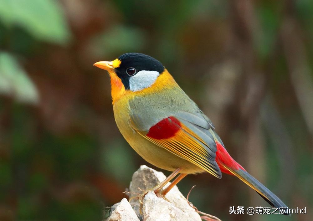 什么宠物好养又干净,什么宠物好养又干净还认主人