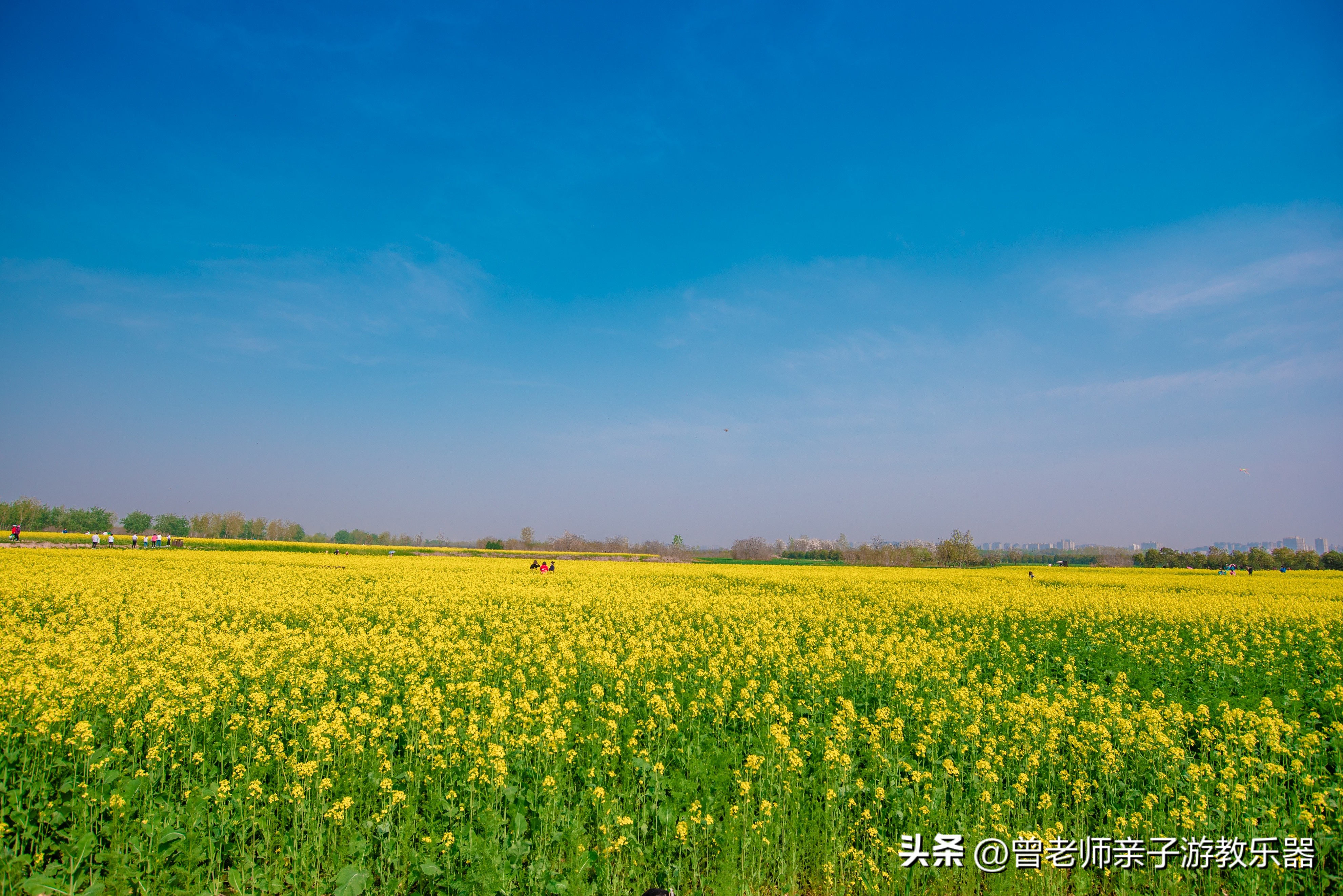 西安油菜花花海,西安看油菜花的地方都有哪些景点