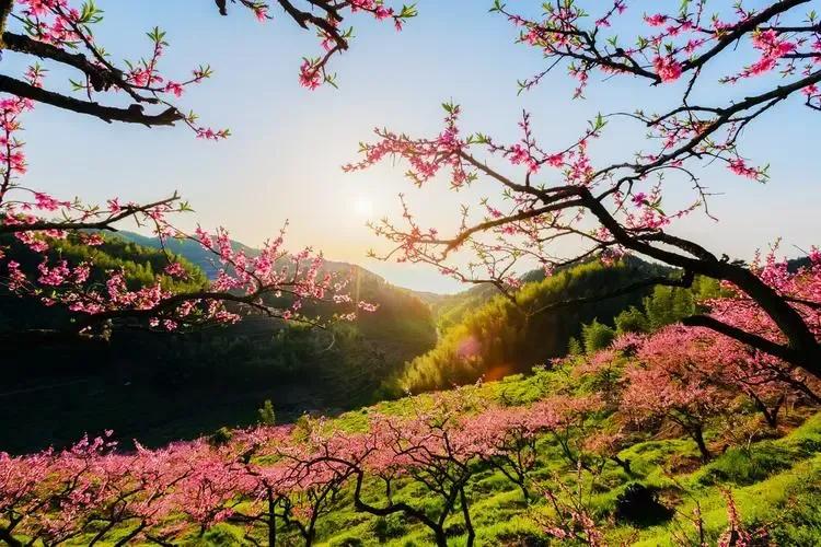 诗经桃夭的意思,诗经桃夭的意思是什么