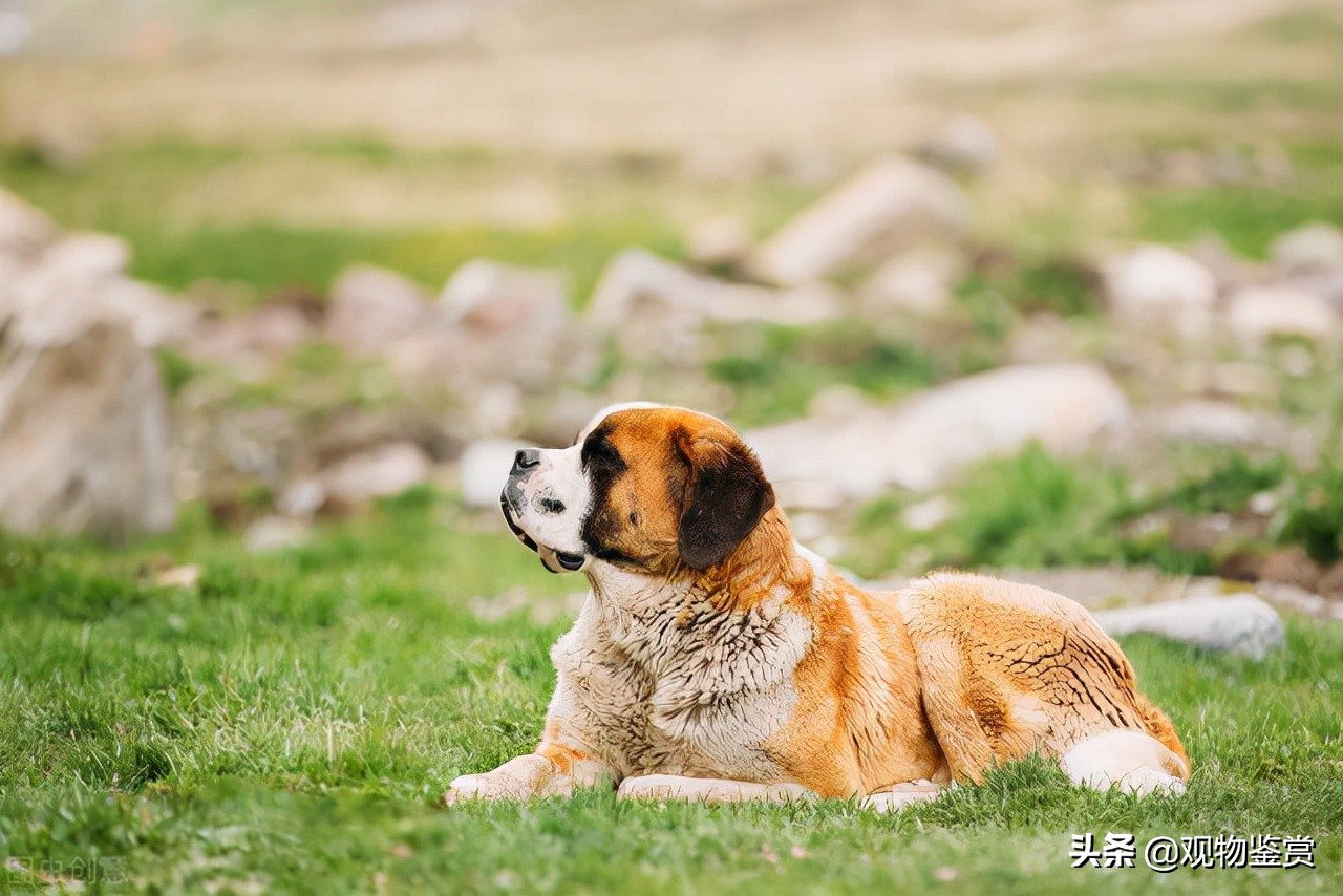 常见狗的种类和特点介绍,体型大的狗狗