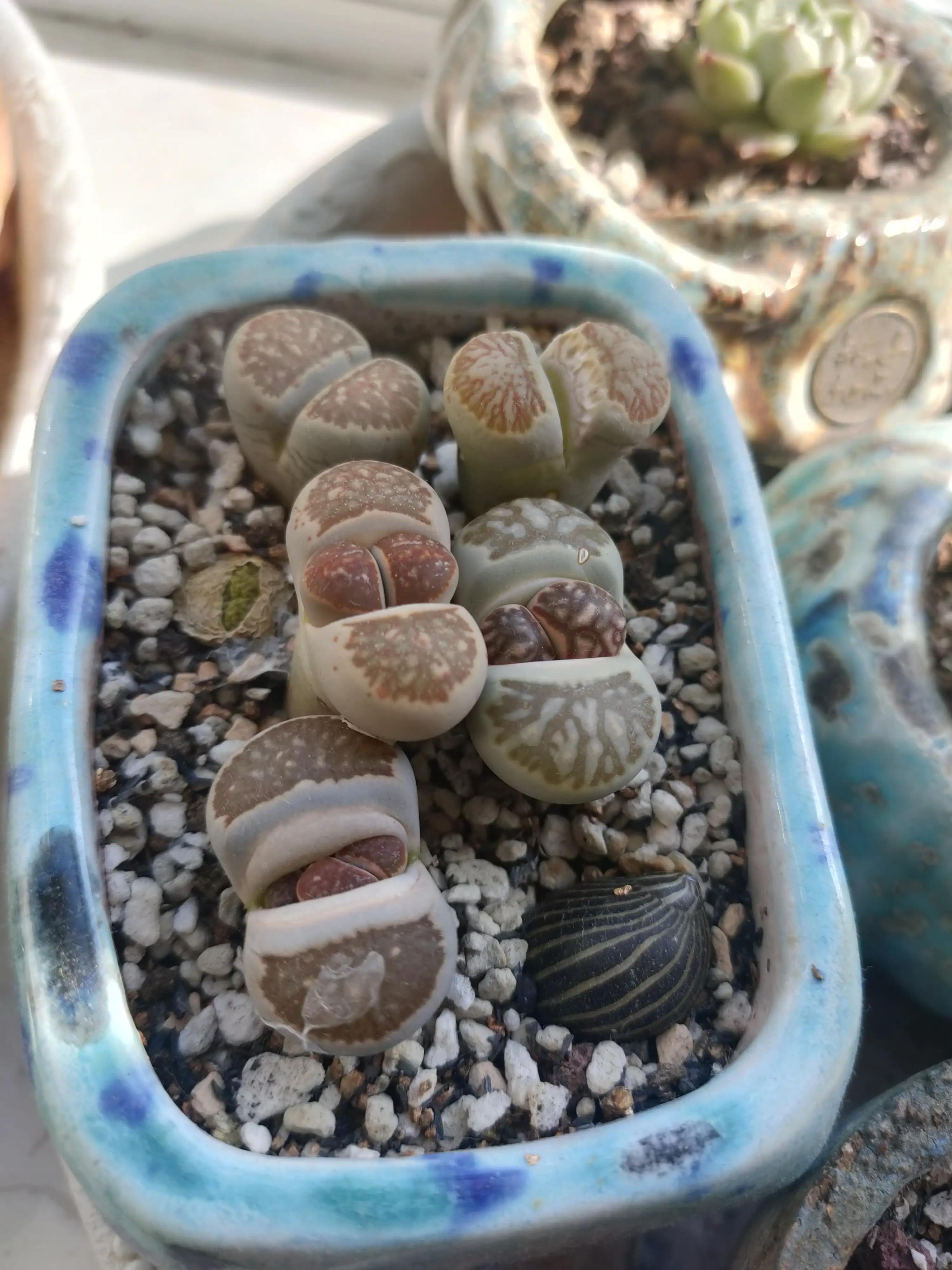 雪樱多肉韩国进口,韩国芦荟多肉品种