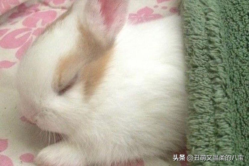 兔子打喷嚏鼻子有血是因为什么,兔子眼睛有白色的分泌物是什么