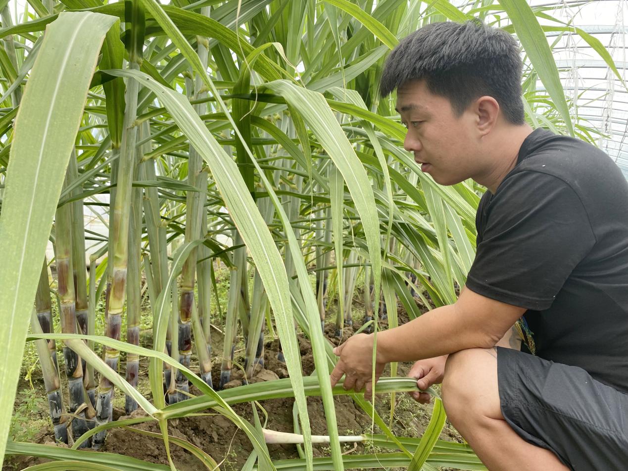 新农人返乡创业成为兴农人,80后新农人返乡创业在田间