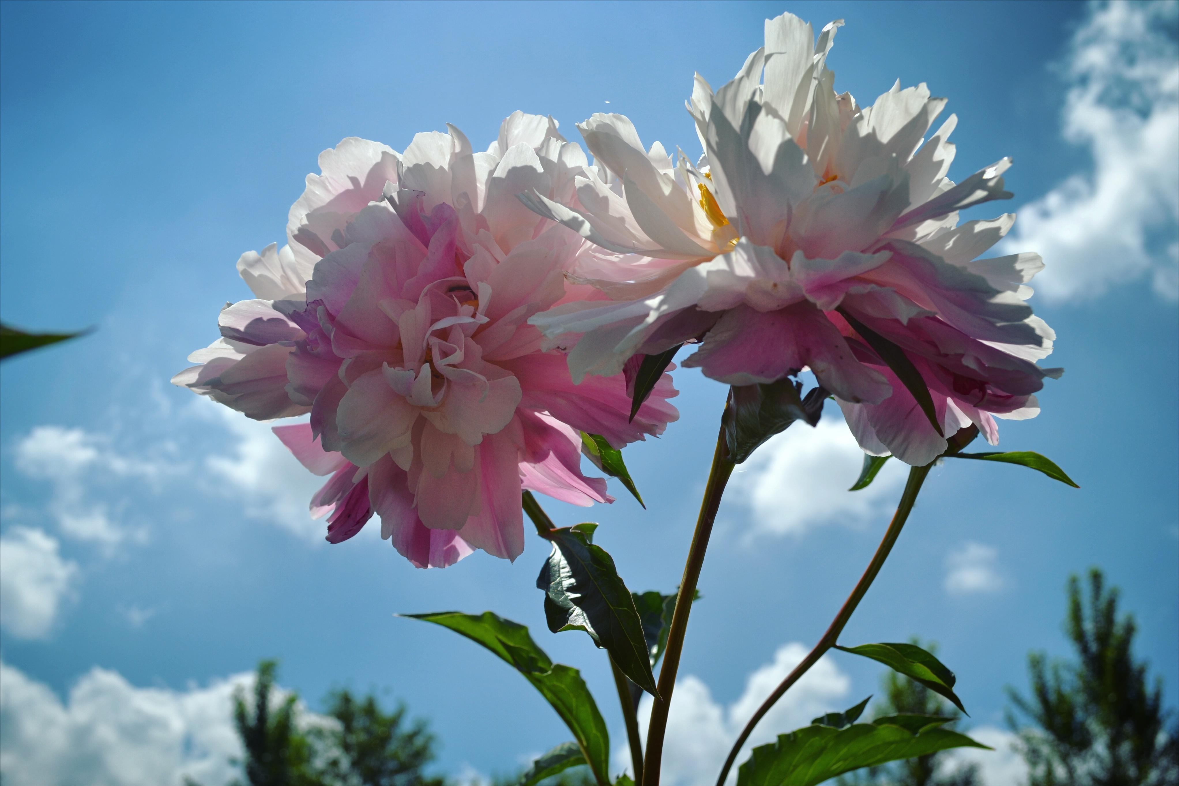 色卡里的春天，快来看~春天里开的花有哪些~