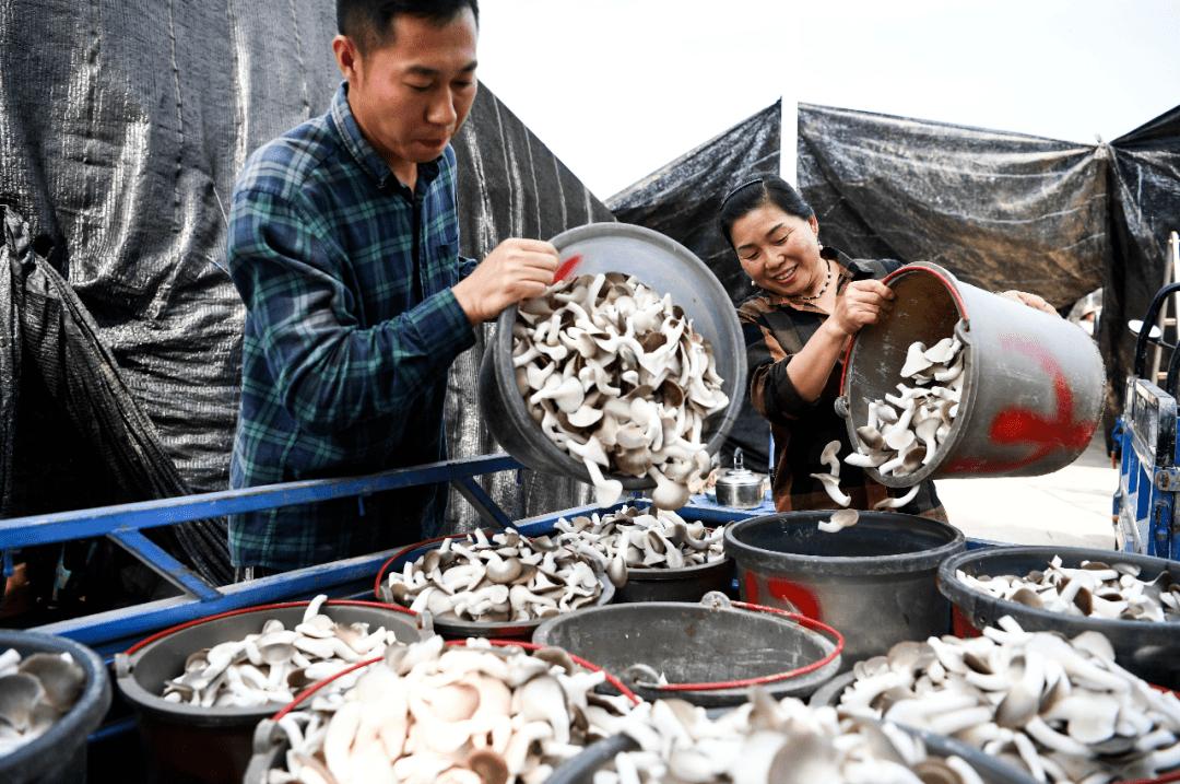 【资治】泸县大学生返乡创业调查报告‖洪林李依玲