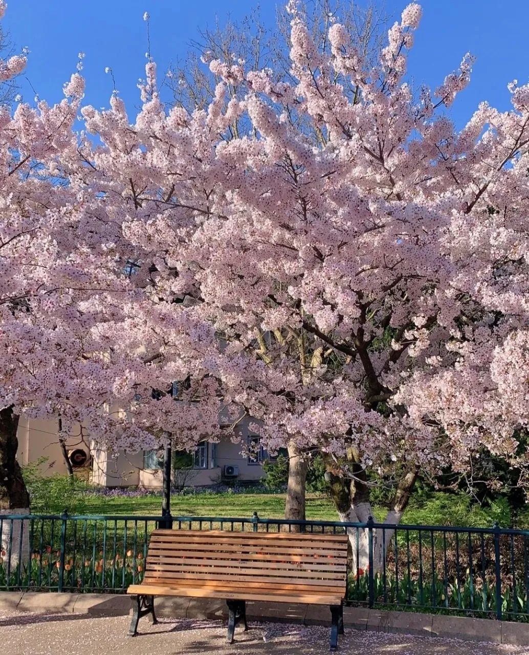 疫情快过去吧，我不想错过这座海滨老城的春天