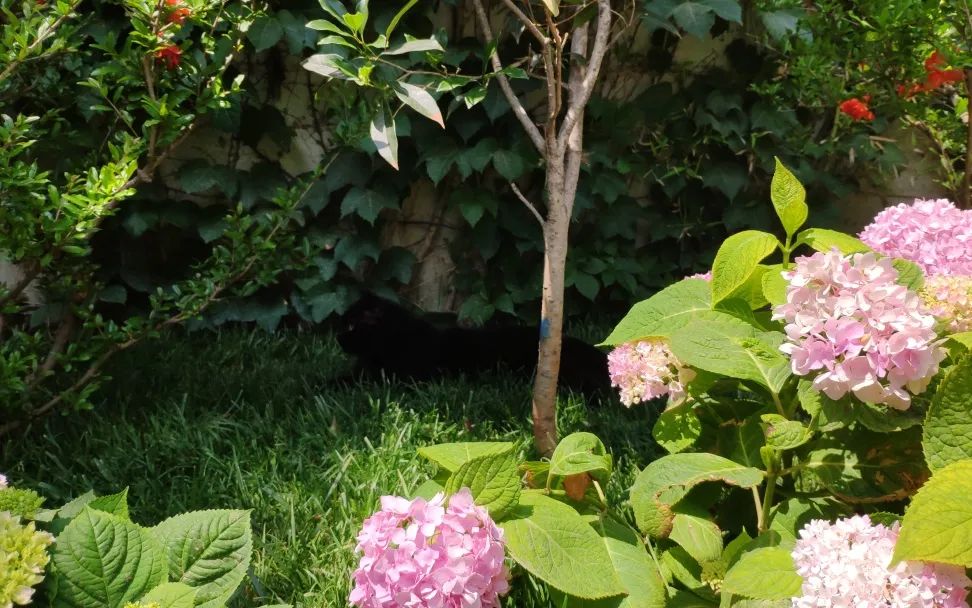 毛森森,观复猫毛森森