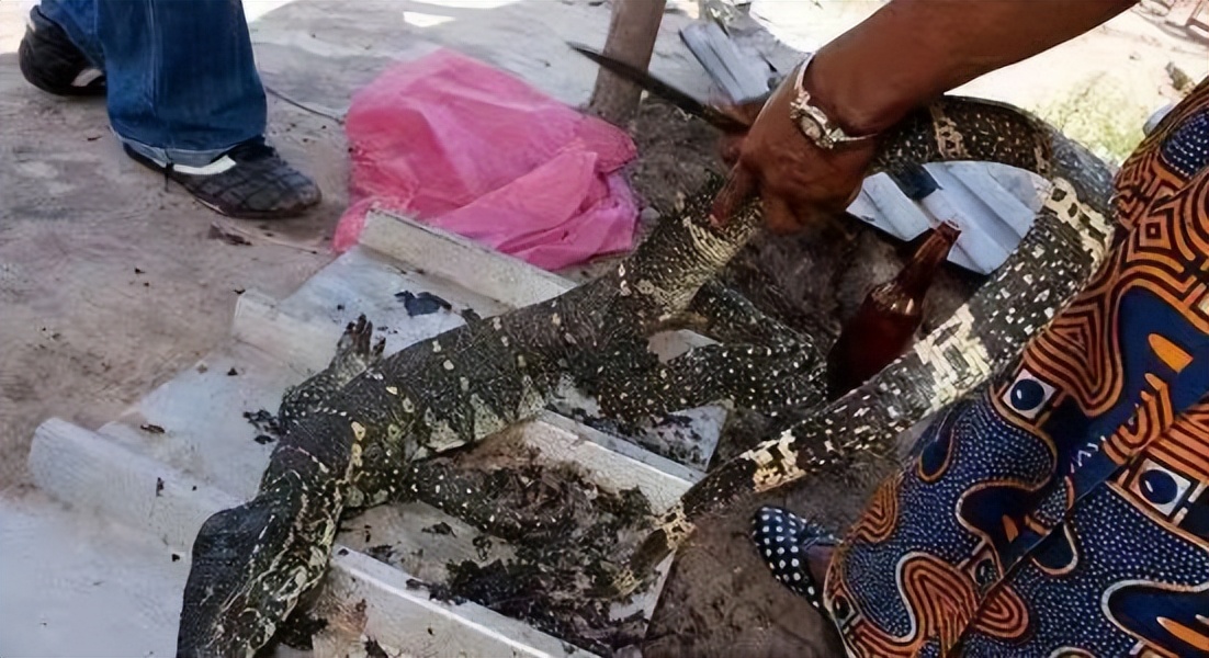 真正的丛林美食有哪些,硬核知识大全100个