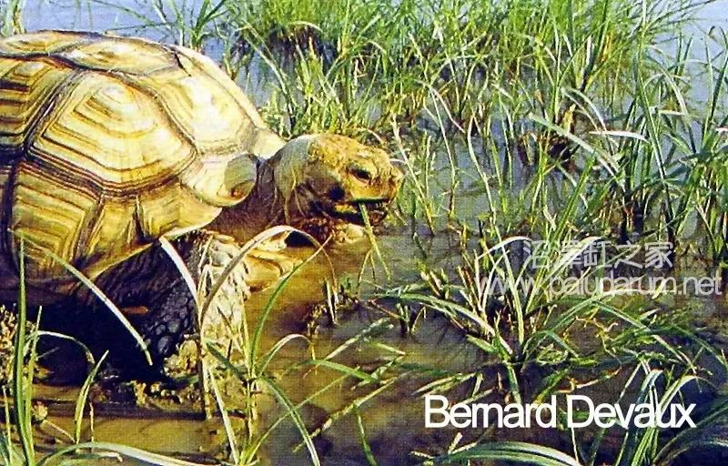 卡皮、隆背、疑似感冒...我的爬宠怎么了？