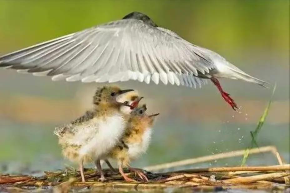 鸟在窝里为什么不会被雨淋到,下雨了鸟为什么不飞