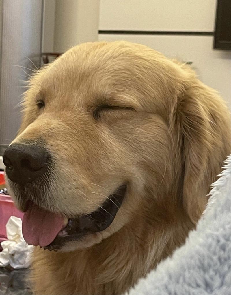 养不同狗的性格特点,狗有这几种特征代表你养得好