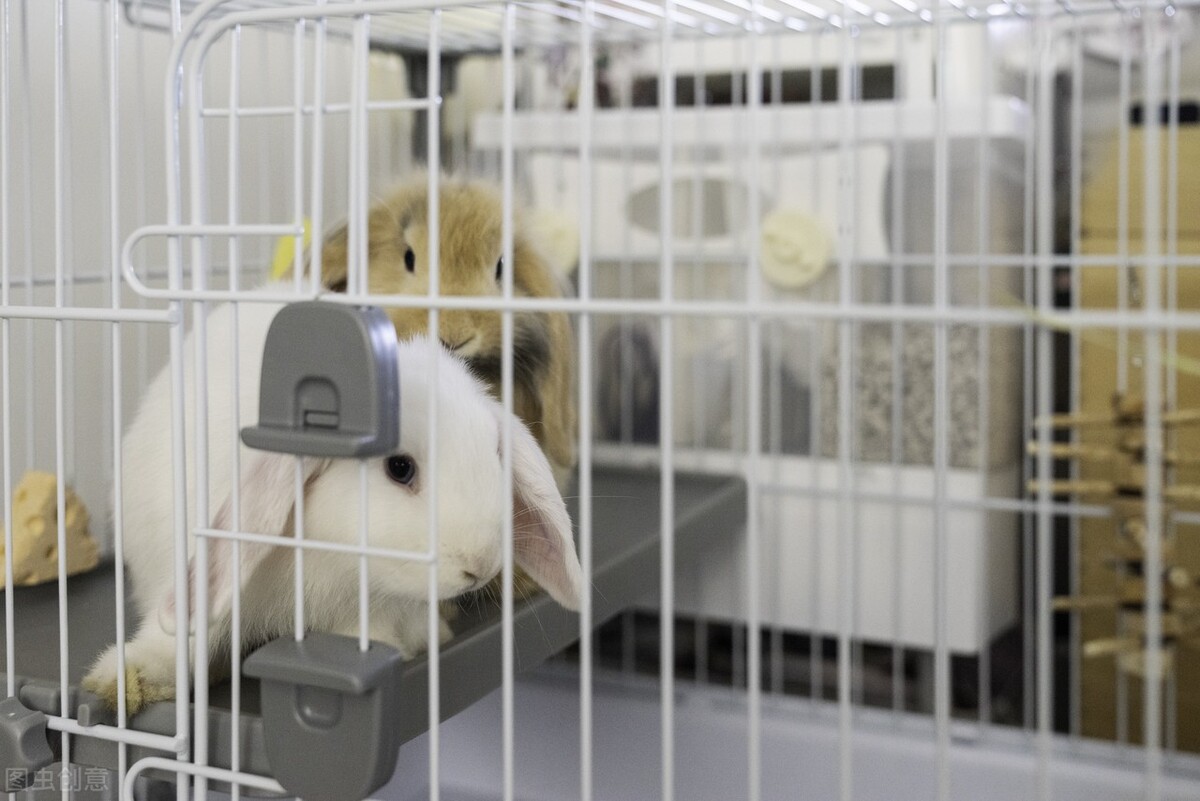 兔子耳朵长癣了怎么办,被兔子传染癣了怎么办