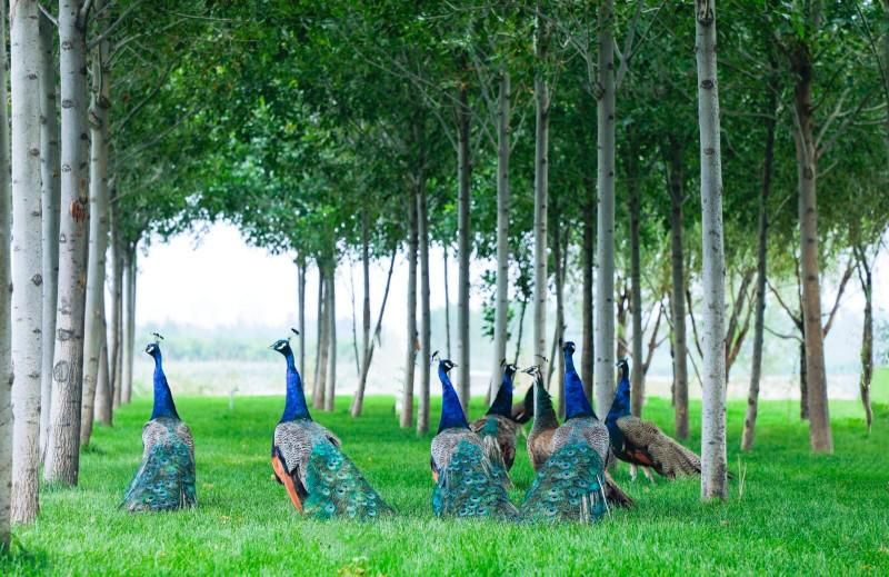 天津天然氧吧曙光水镇,天津曙光水镇好玩吗