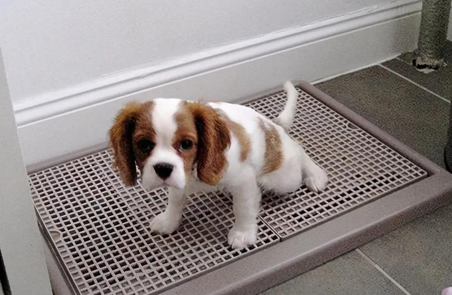 新手养狗这三个东西不需要买,新手养狗哪些不要买