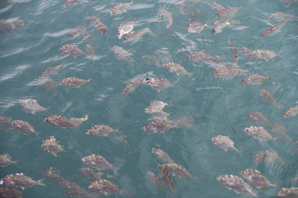 从捕鱼到牧鱼！惠州向海而兴！