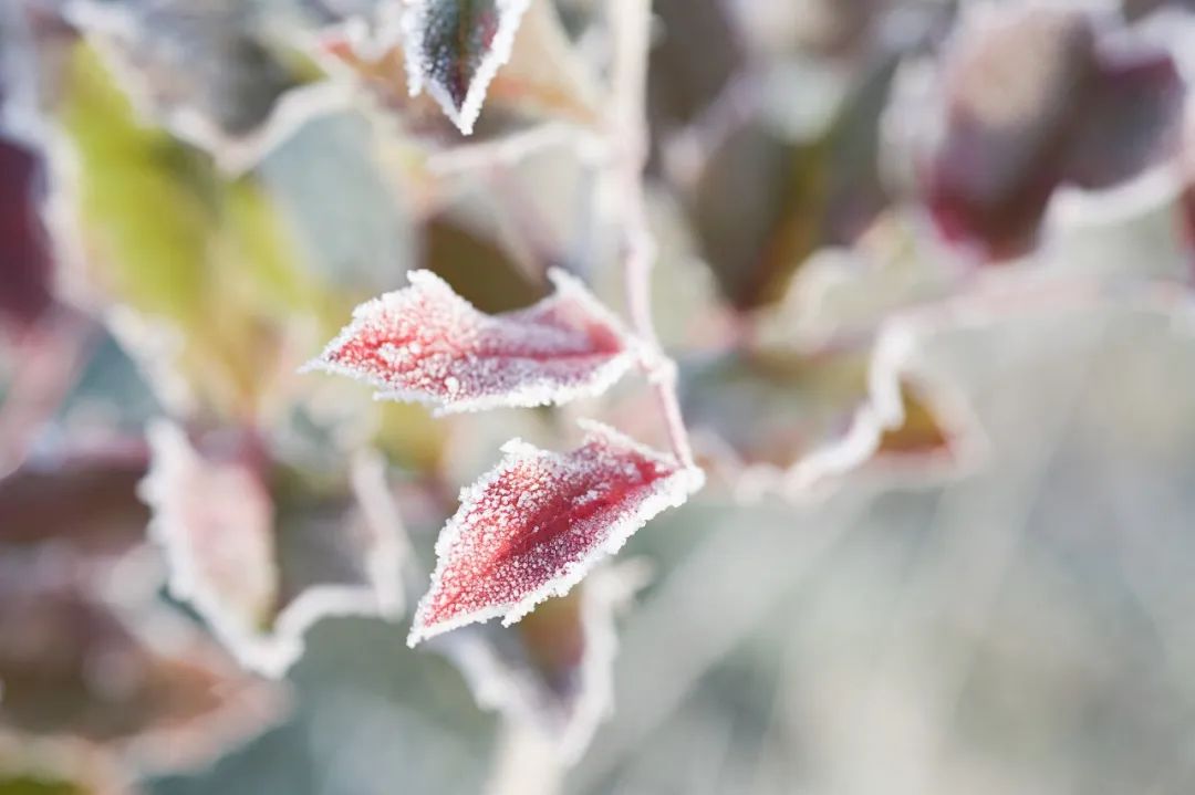 关于秋霜的诗句古诗词,带有秋霜的唯美诗句