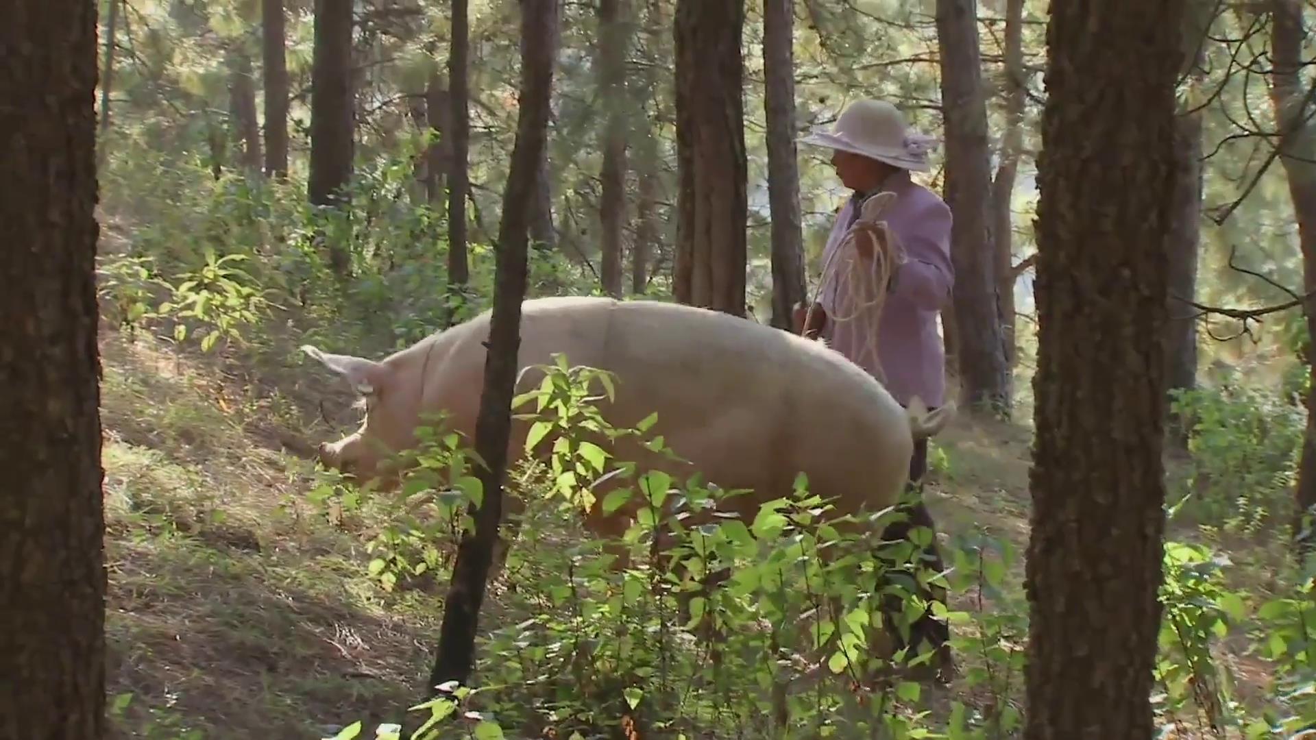 在河南挖土疙瘩,大山挖出一物多少钱