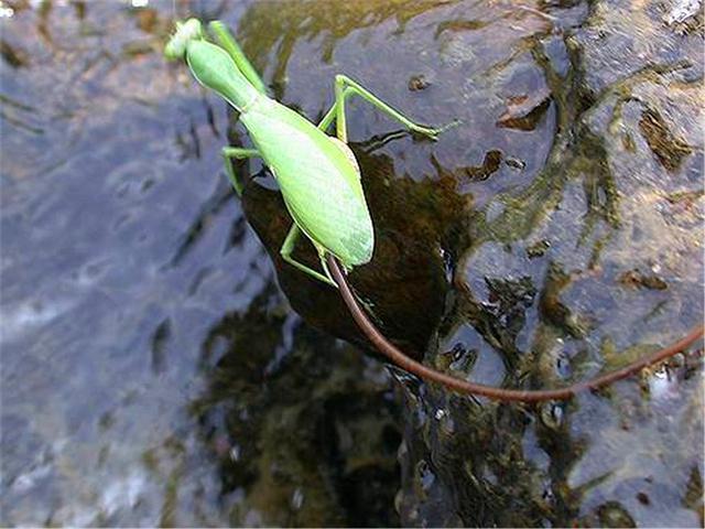 自然界的丧尸病毒,自然界的丧尸