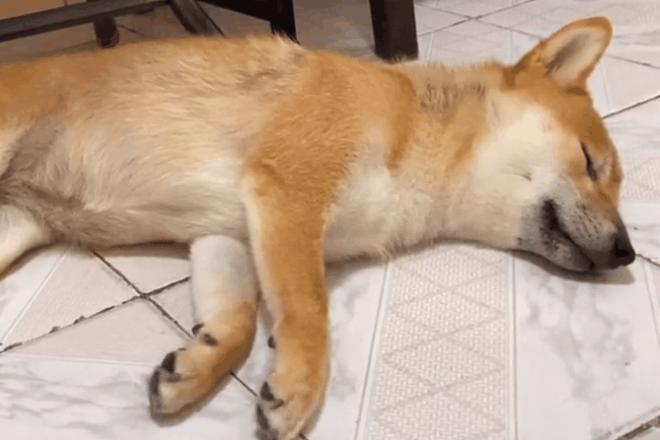 养狗发现的神奇现象,养狗常见的4大误区你避雷了吗