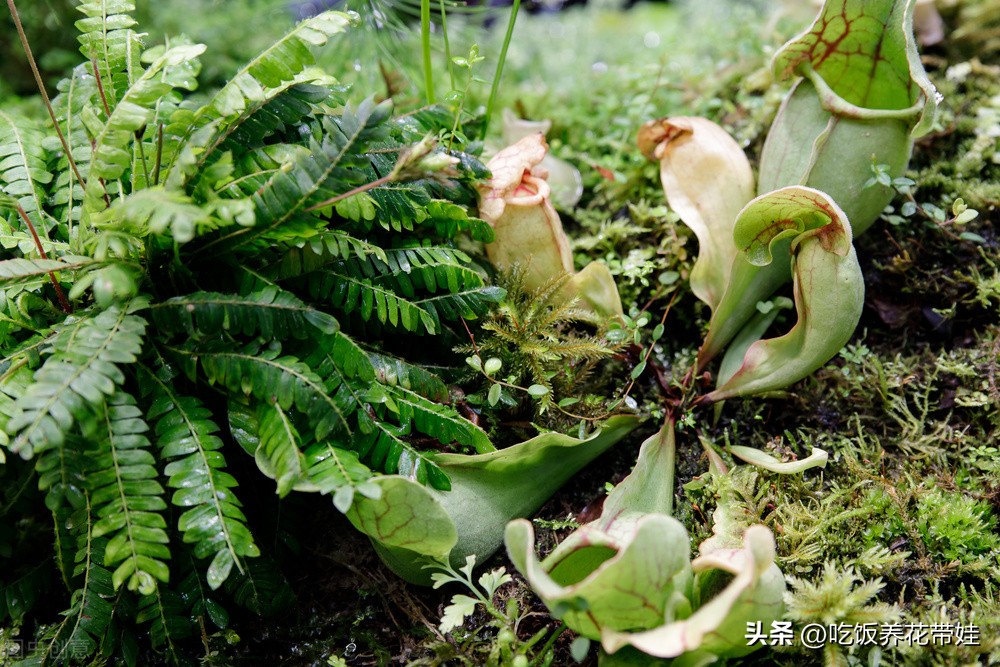 植物中的捕猎高手,植物界的捕猎大师