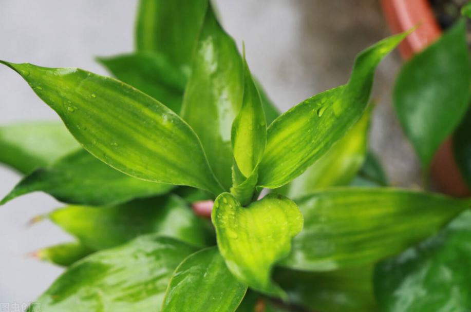 水培观音竹叶子发黄怎么补救,土培观音竹叶子发黄什么原因