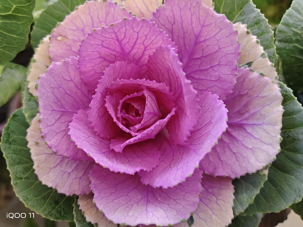 iqoo11骁龙8+2是超频版吗,iqoo11骁龙是不是满血版