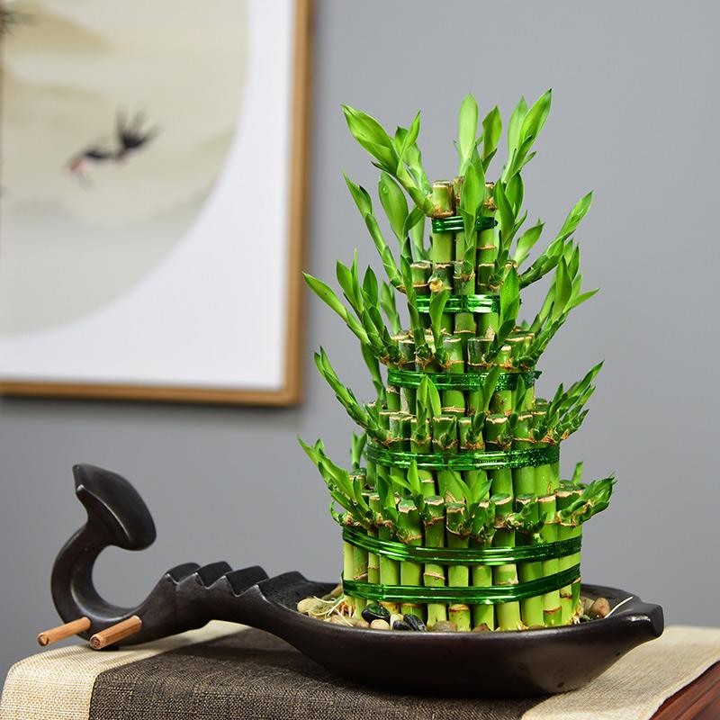 十种最吉利的吉祥花图片,什么花好看好养寓意好