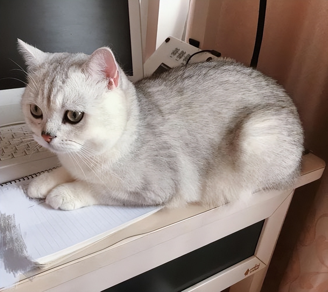 铲屎官回了老家结果给猫喂了猫粮,新手铲屎官注意让猫咪远离毒猫粮