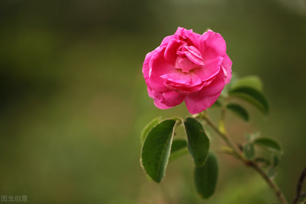 玫瑰花语大全短句子,玫瑰花语大全