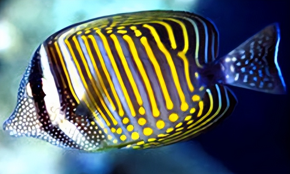 海缸入门花费多少,海缸入门推荐