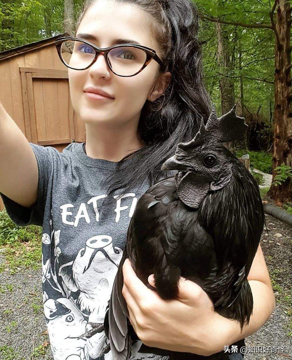 全球最贵的五种黑化动物,世界上最昂贵的六种黑化的动物