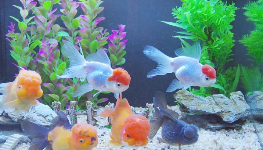 草金鱼晚上沉在水底不动,金鱼肚子胀大趴在水底不动