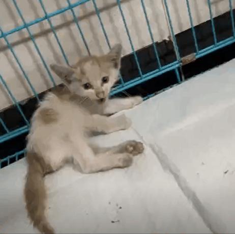 这只叫“长生”的猫咪，真实身份是美人鱼