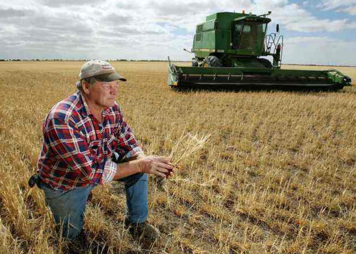 中国2022进口俄罗斯小麦多少钱,我国小麦产量