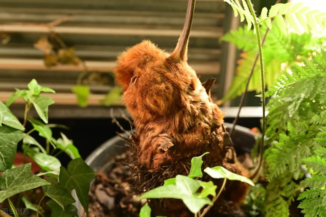 金毛狗蕨是国家保护植物,狗头蕨是国家保护植物吗