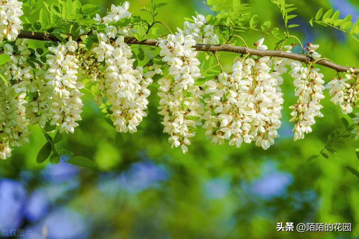 好养活香的超大花卉植物,一年四季开花好养又有香味的植物