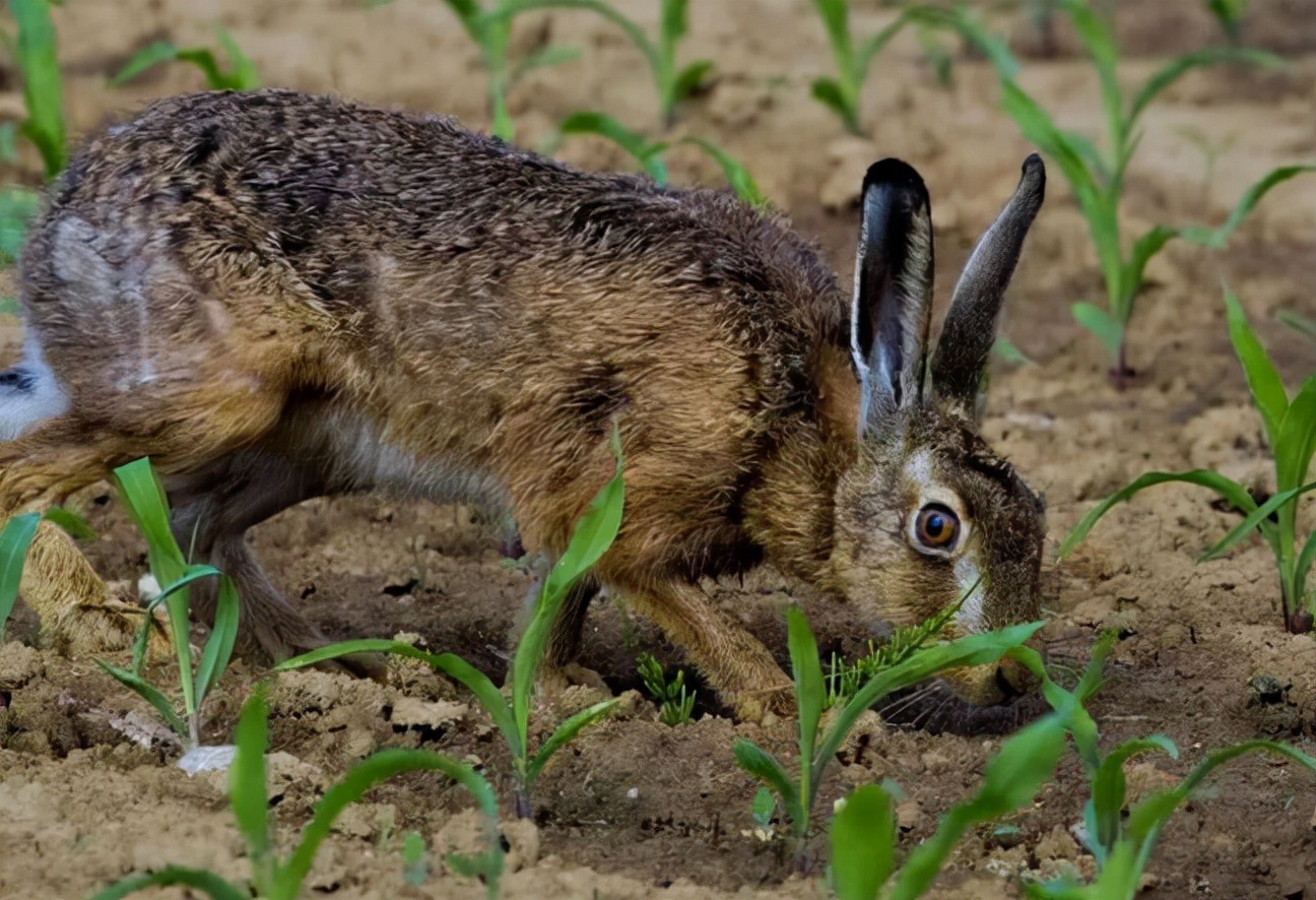 抓野兔被抓怎么处罚,男子抓野猪被民警抓