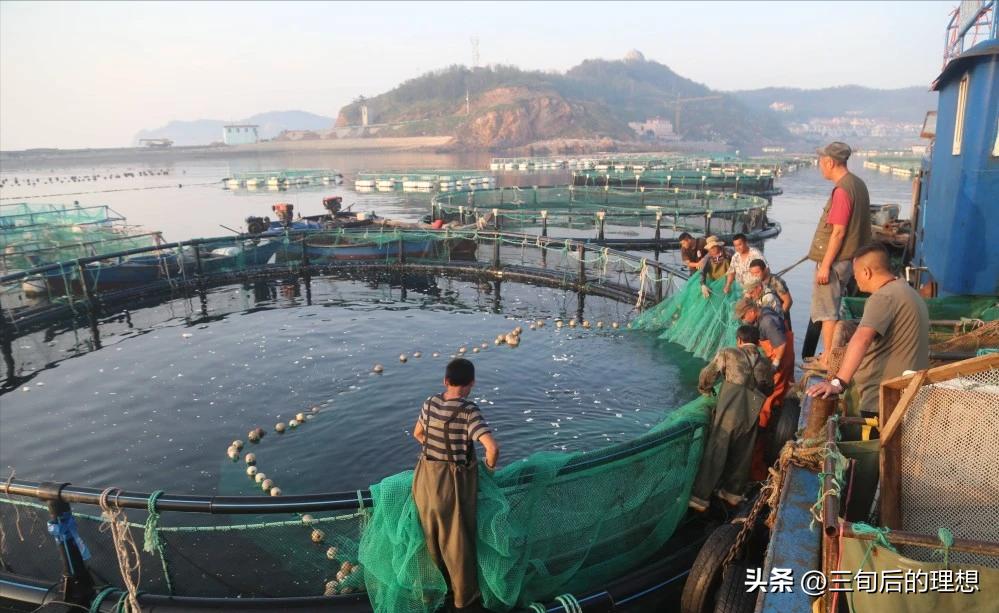 人工饲料和野生杂鱼,人工混合鱼饲料配方