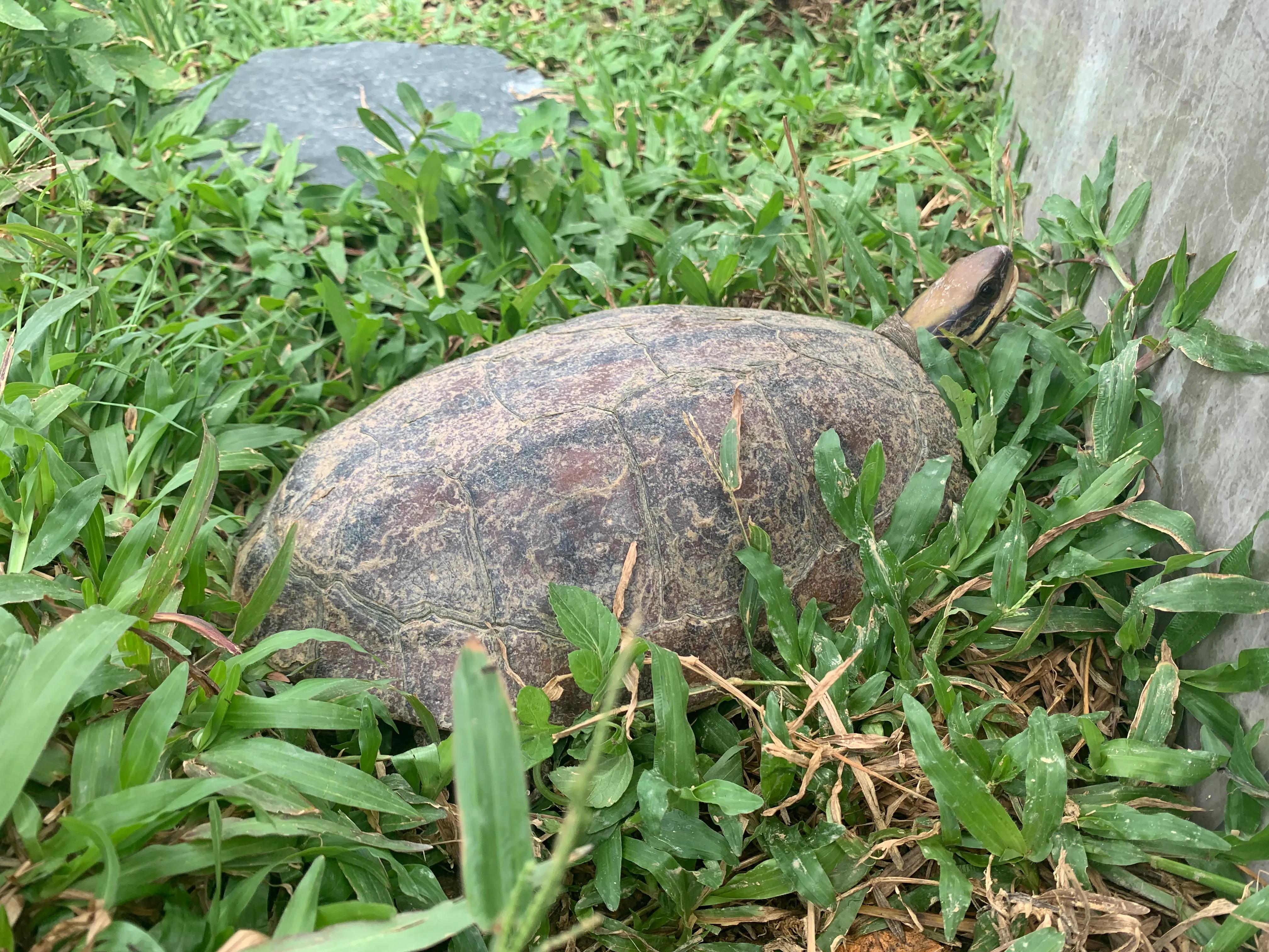 三线闭壳金钱龟养殖方法,三线闭壳金钱龟陆养