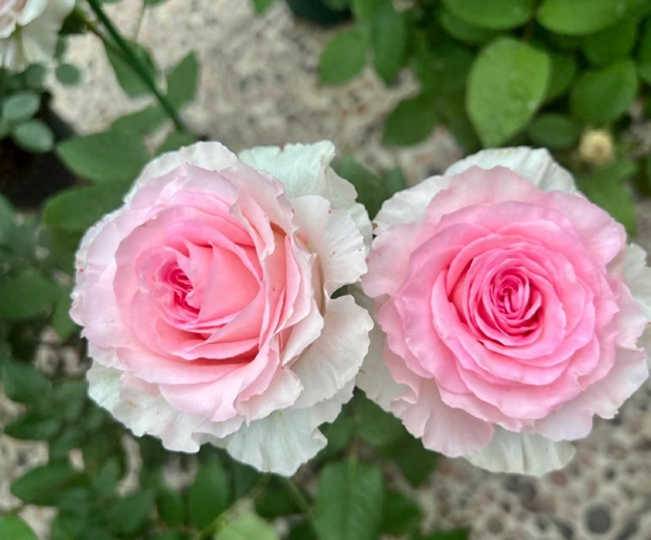 十大惊艳的月季花,有种月季叫什么藤